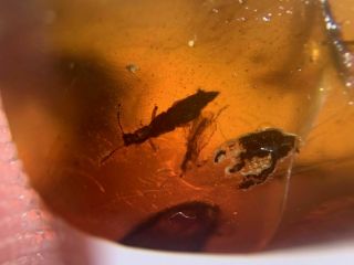 rove beetle&unknown fly Burmite Myanmar Burmese Amber insect fossil dinosaur age 4