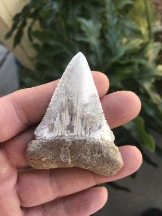 Xxl Fossil Great White Shark Tooth