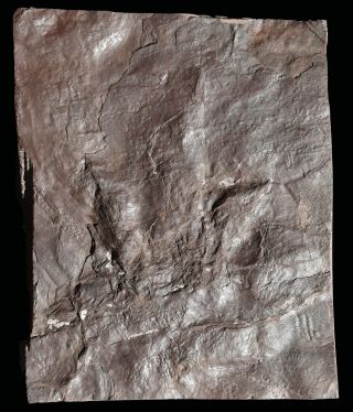 Dinosaur Track Fossil Footprint With Sharp Claw Impressions