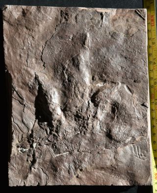 dinosaur track fossil footprint with sharp claw impressions 2