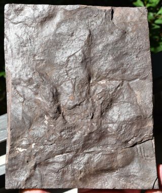 dinosaur track fossil footprint with sharp claw impressions 3