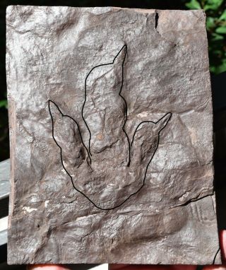 dinosaur track fossil footprint with sharp claw impressions 4