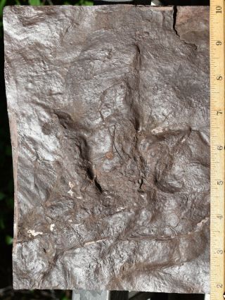 dinosaur track fossil footprint with sharp claw impressions 5