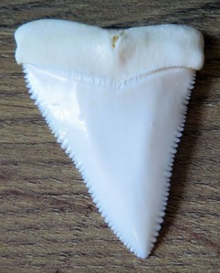 2.  180 " Upper Nature Modern Great White Shark Tooth (teeth)