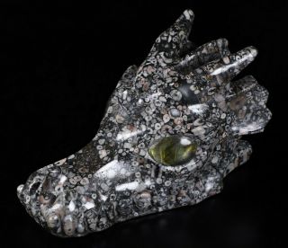 5.  0 " Crinoid Fossil Carved Crystal Dragon Skull,  Crystal Healing