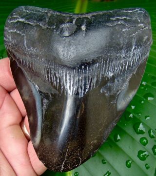 Megalodon Shark Tooth - 4 & 1/4 In.  Real Fossil Sharks Teeth - Jaw
