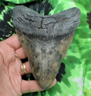 Megalodon Sharks Tooth 5 3/16  Inch No Restorations Fossil Sharks Tooth Teeth