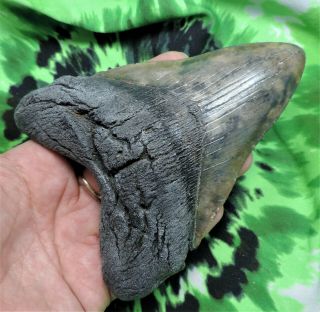 Megalodon Sharks Tooth 5 3/16  inch NO RESTORATIONS fossil sharks tooth teeth 2