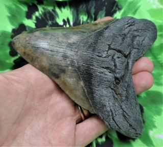 Megalodon Sharks Tooth 5 3/16  inch NO RESTORATIONS fossil sharks tooth teeth 3