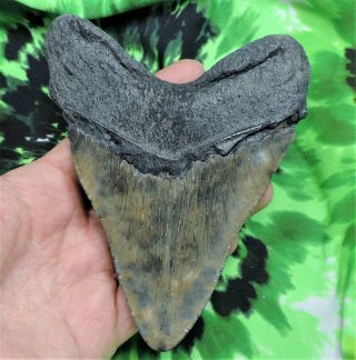Megalodon Sharks Tooth 5 3/16  inch NO RESTORATIONS fossil sharks tooth teeth 4