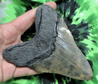 Megalodon Sharks Tooth 5 3/16  inch NO RESTORATIONS fossil sharks tooth teeth 5