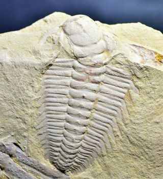 Ultra Rare Breviredlichia Trilobite Fossil Early Cambrian Guanshan Biota