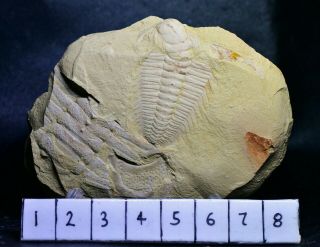 Ultra Rare Breviredlichia Trilobite Fossil Early Cambrian Guanshan Biota 2