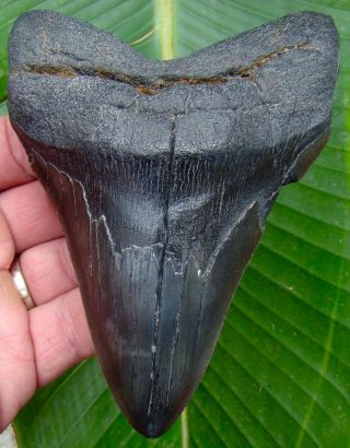 Megalodon Shark Tooth - 5 & 1/4 In.  Real Fossil Shark Teeth - No Restorations