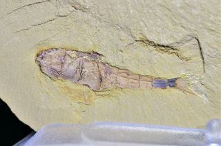 Chuandianella Ovata Soft - Tissue Fossil Early Cambrian Chengjiang Biota