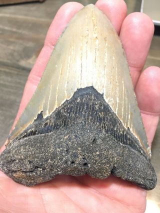4.  09 " Megalodon Shark Tooth Fossil