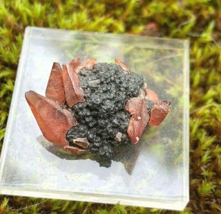 Rhodochrosite from Uchucchacua Mine,  Peru fine thumbnail mineral specimen 5
