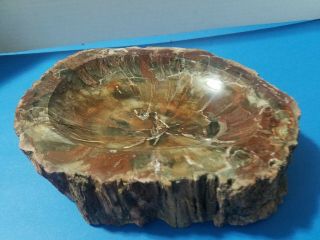 Petrified Wood Polished Full Round Soap Dish With Bark - - 9 " X 7 " X 2