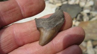 Fossil Alopias Grandis Thresher Shark Tooth 1.  39 Inches