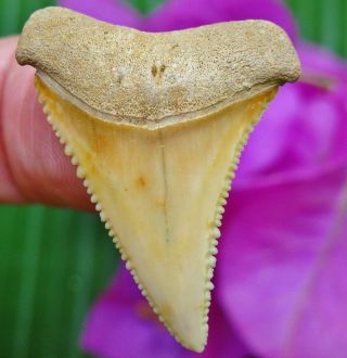 Superior Chilean Fossil Great White Shark Tooth Chile Not Megalodon Teeth