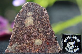 Nwa 8366 (b) Ll3 Primitive Chondrite Meteorite 5.  6 Gram Part Slice