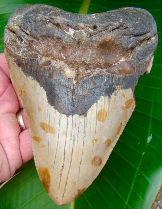 Megalodon Shark Tooth 5.  84 In.  Monster Size - Over 1 Pound - No Restorations
