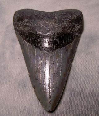 Megalodon Tooth 3 15/16 Shark Teeth Fossil Jaw Megladon Meg Scuba Diver Huge Gem