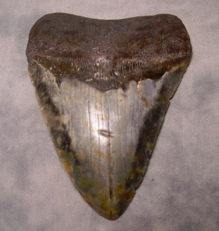 Xl 4 1/2 " Megalodon Shark Tooth Teeth Jaw Fossil Colorful Megladon Meg Diver