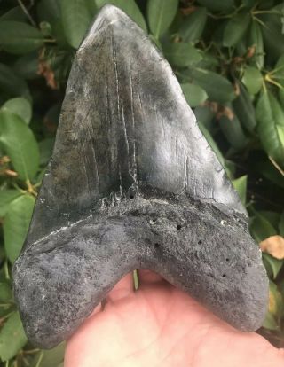 Huge Heavy 6.  26 " Megalodon Tooth Over 1 Pound Fossil Shark Teeth
