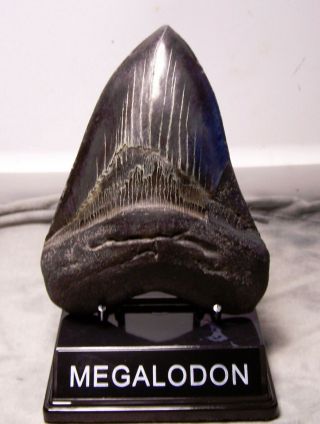 5 3/8 " Megalodon Tooth Shark Teeth Fossil Jaw Megladon Massive Meg W/display