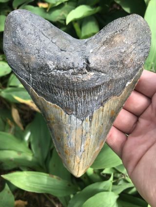 Huge Heavy Wide 5.  77 " Megalodon Tooth Fossil Shark Teeth