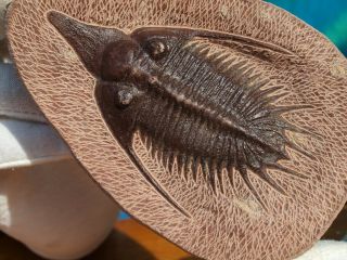 High Detail Devonian Trilobite Fossil Large 4.  2 " Inches