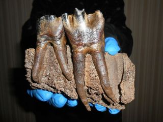 Jaw,  Tooth Woolly Rhinoceros Museum Quality Rhino Fossil 290