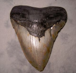 Megalodon Tooth 5 1/2 " Shark Teeth Fossil Jaw Megladon Meg Scuba Diver Whopper