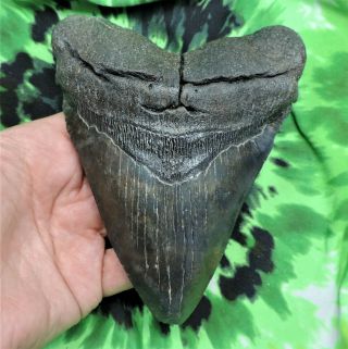 Megalodon Sharks Tooth 5 3/8  Inch No Restorations Fossil Sharks Tooth Teeth