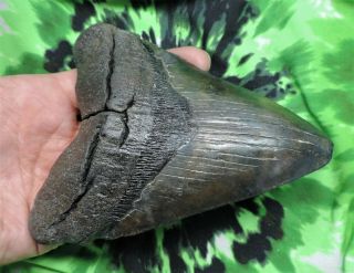 Megalodon Sharks Tooth 5 3/8  inch NO RESTORATIONS fossil sharks tooth teeth 2