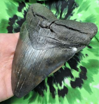 Megalodon Sharks Tooth 5 3/8  inch NO RESTORATIONS fossil sharks tooth teeth 3