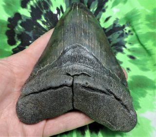 Megalodon Sharks Tooth 5 3/8  inch NO RESTORATIONS fossil sharks tooth teeth 4