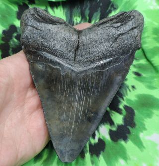 Megalodon Sharks Tooth 5 3/8  inch NO RESTORATIONS fossil sharks tooth teeth 5