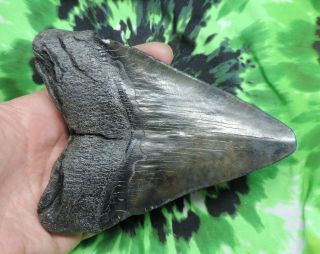 Megalodon Sharks Tooth 5 3/8  inch NO RESTORATIONS fossil sharks tooth teeth 6