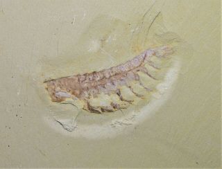 Museum Grade Leanchoilia Arthropods Early Cambrian Chengjiang Biota 2
