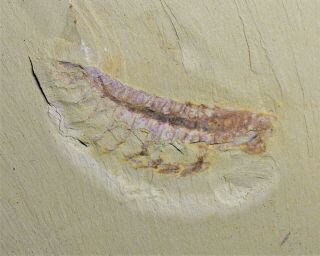 Museum Grade Leanchoilia Arthropods Early Cambrian Chengjiang Biota 3