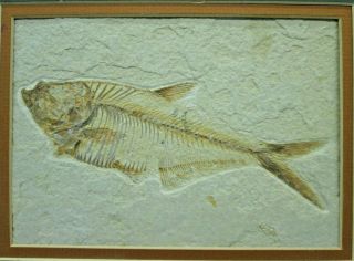 Diplomystus Fossil Fish Green River Formation Wyoming Eocene - Framed And Matted
