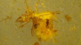 Pretend Chrysopidae Larvae Burmite Cretaceous Amber Fossil Dinosaurs Era