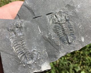Rare Quality Trilobite Kootenia Fossil Arthropod Cambrian 100 Natural Unprepared