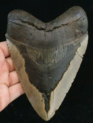 Megalodon Shark Tooth 5.  77 " Extinct Fossil Authentic Not Restored (cg7 - 57)
