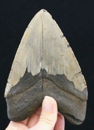 Megalodon Shark Tooth 5.  77 