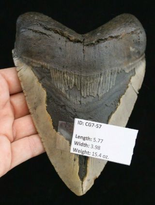 Megalodon Shark Tooth 5.  77 