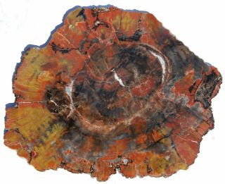 Large,  Polished Arizona Petrified Wood Round