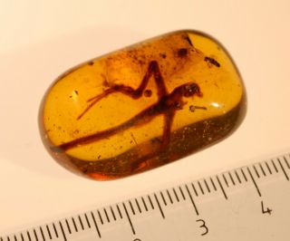 Museum Inclusion Half Large Lizard In Burmite Cretaceous Amber Fossil